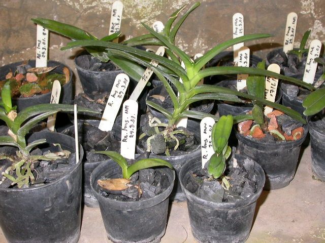 Orchid Research and Development Station